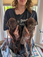 German Shorthaired Pointer (GSP)