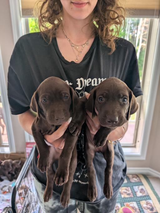 German Shorthaired Pointer (GSP)