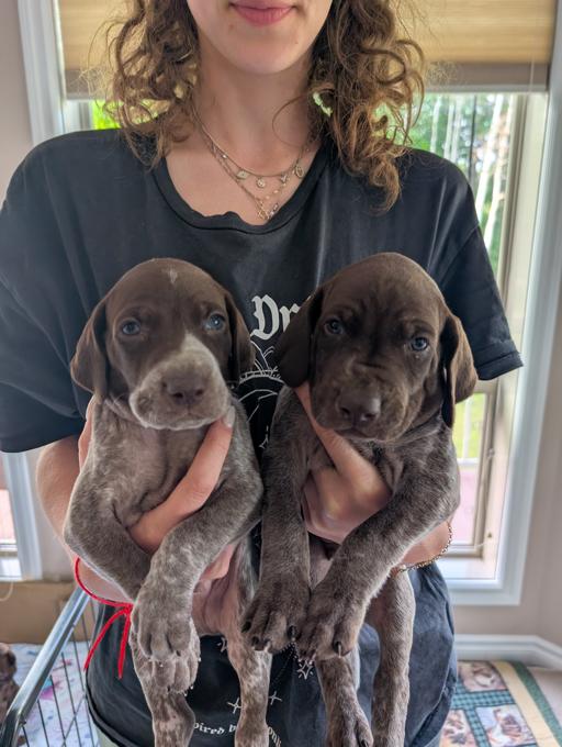 German Shorthaired Pointer (GSP)