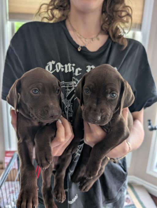 German Shorthaired Pointer (GSP)