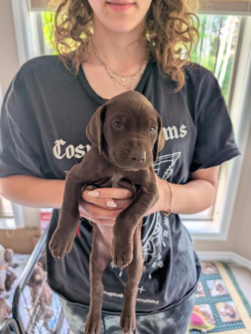 German Shorthaired Pointer (GSP)