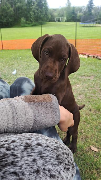 German Shorthaired Pointer (GSP)