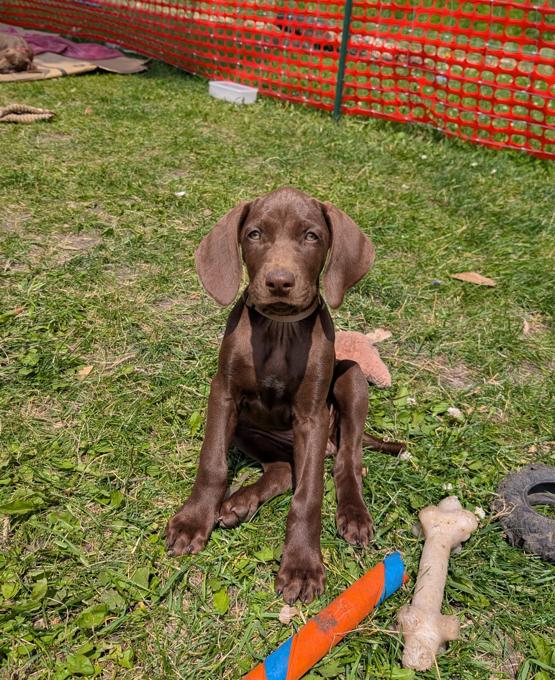 German Shorthaired Pointer (GSP)