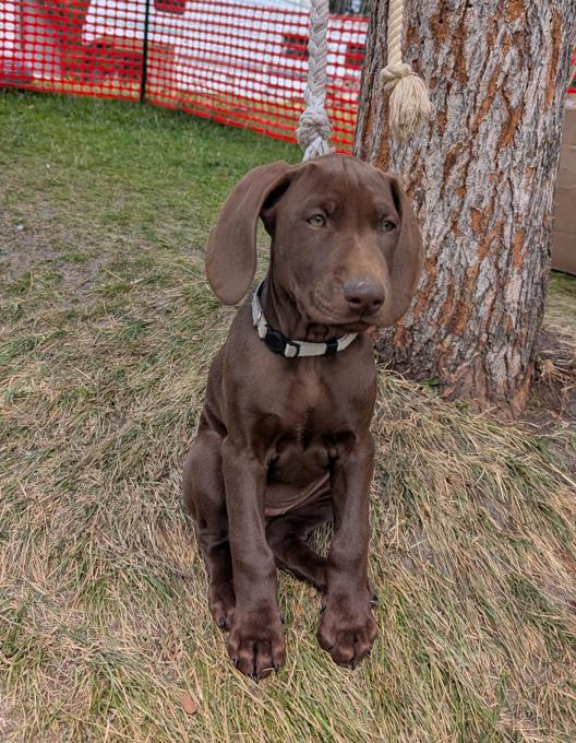 German Shorthaired Pointer (GSP)