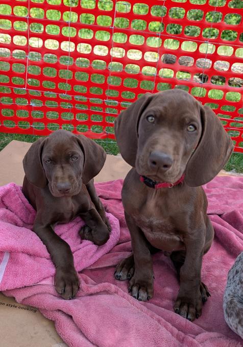 German Shorthaired Pointer (GSP)