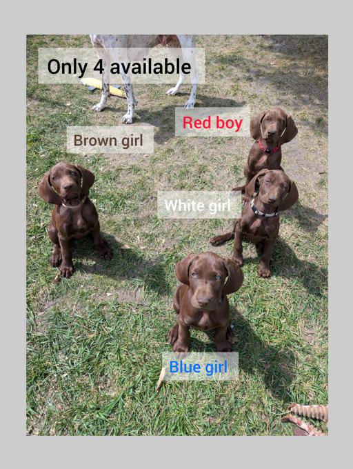 German Shorthaired Pointer (GSP)