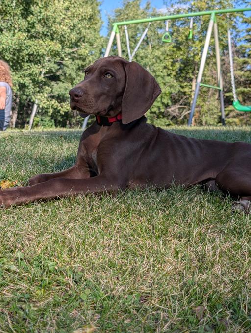 German Shorthaired Pointer (GSP)