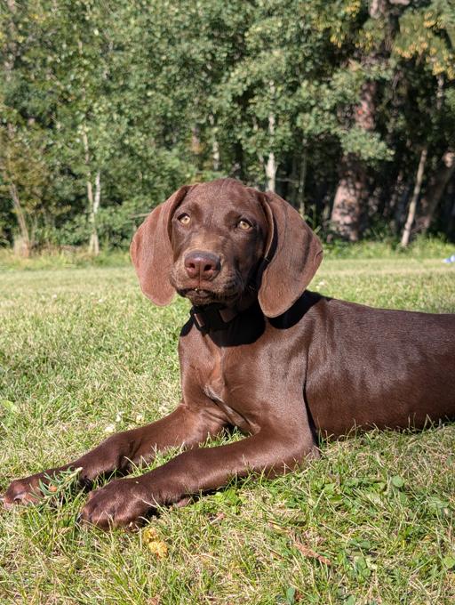 German Shorthaired Pointer (GSP)