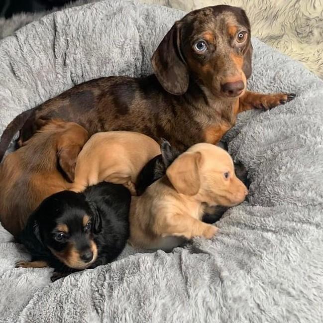 Dachshund