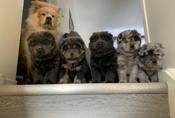 Chow Chow