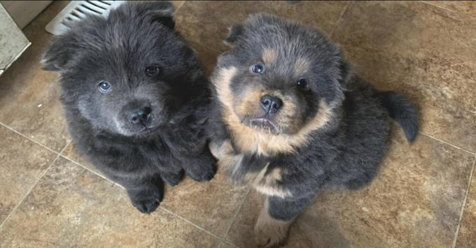 Chow Chow
