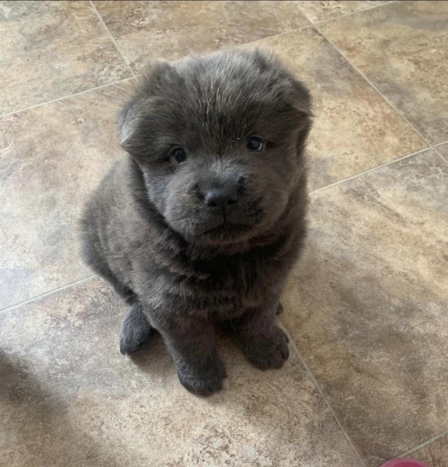Chow Chow