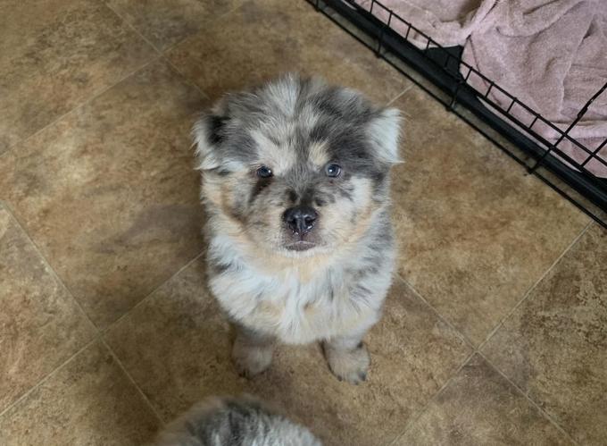 Chow Chow