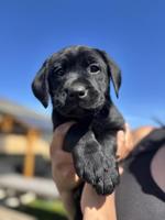 Labrador
