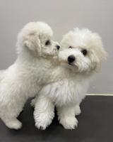 Bichon Frise