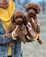 Poodle