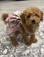 Cavapoo