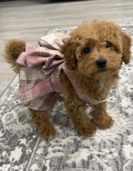 Cavapoo