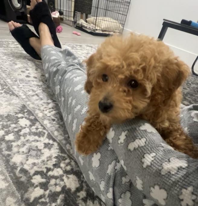 Cavapoo