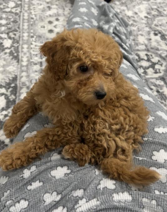 Cavapoo