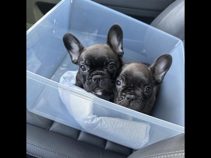 French Bulldog