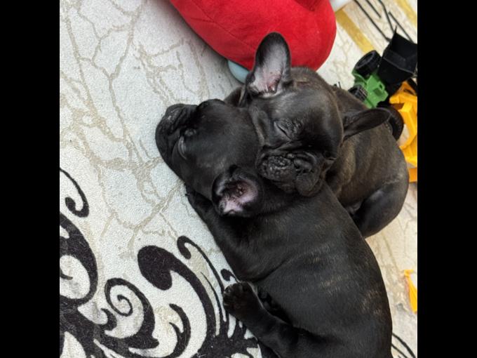 French Bulldog