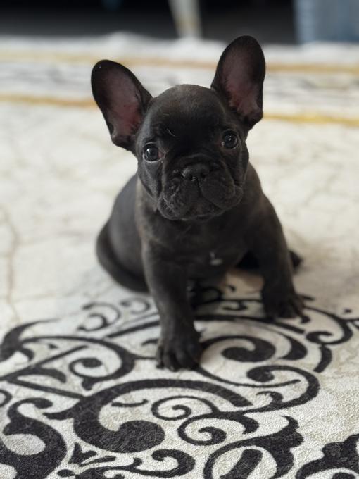 French Bulldog