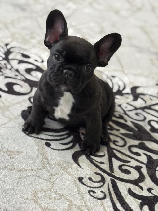 French Bulldog