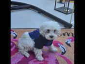 maltipoo
