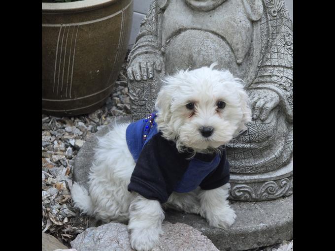 maltipoo