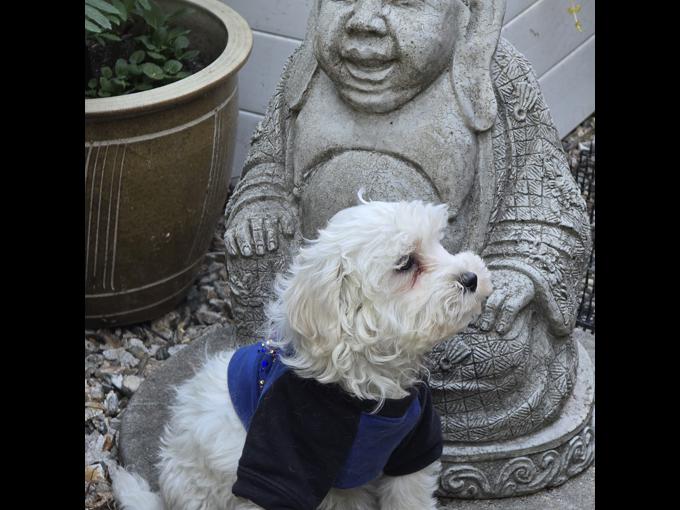 maltipoo