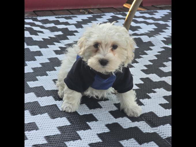 maltipoo