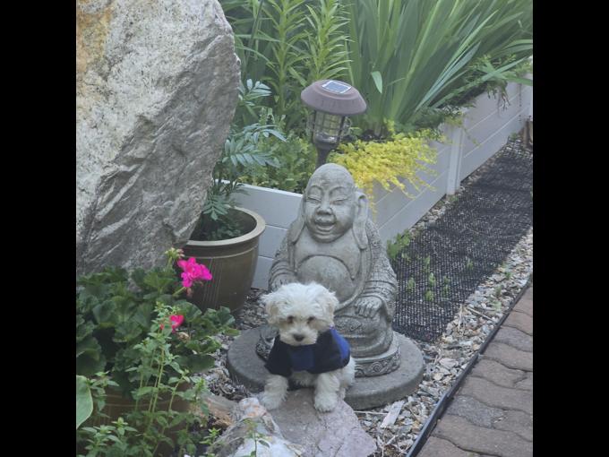 maltipoo