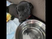 Cane corso lab