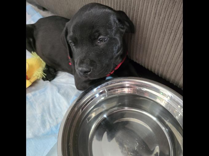 Cane corso lab
