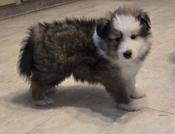 sheltie