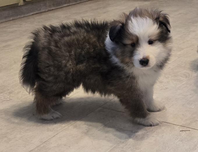 sheltie