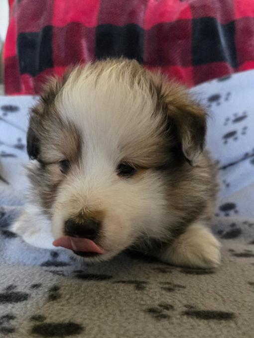 sheltie