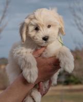 Cockapoo