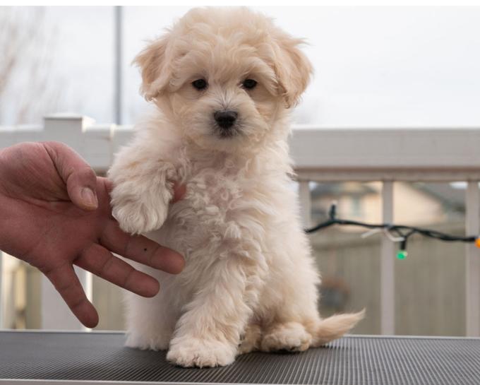 Cockapoo