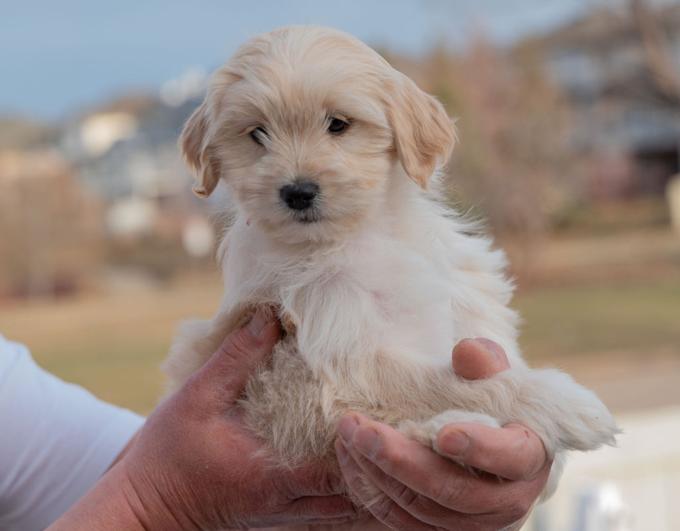 Cockapoo