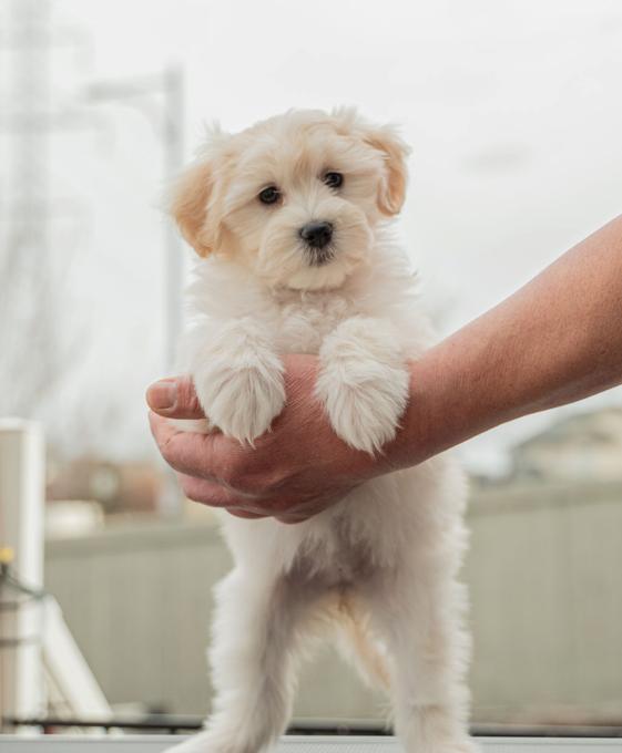 Cockapoo