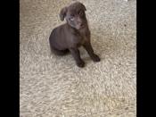 Labrador retriever