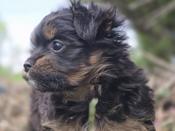 Yorkie