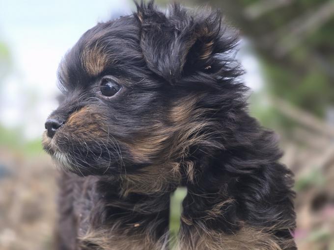 Yorkie