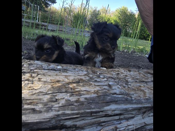Yorkie