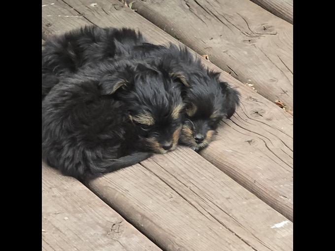 Yorkie