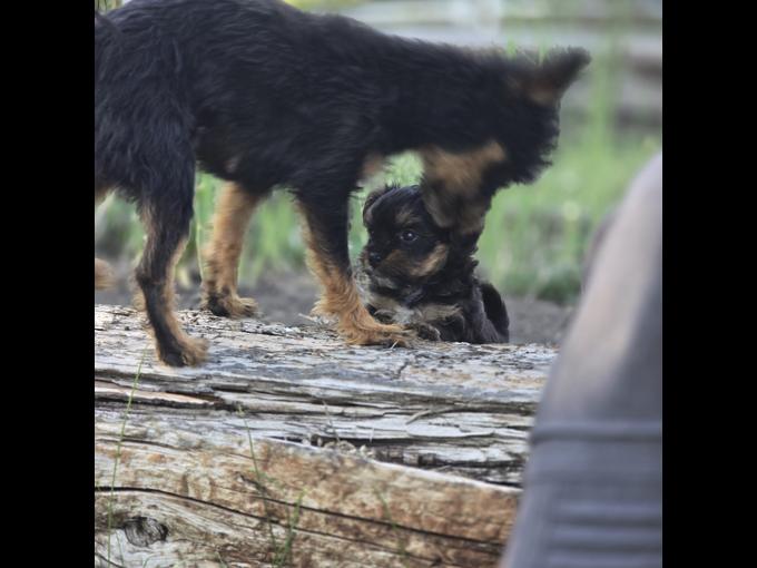 Yorkie