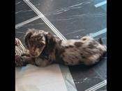 Daschund