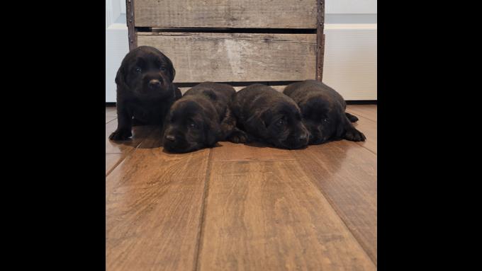 Labrador Retrievers